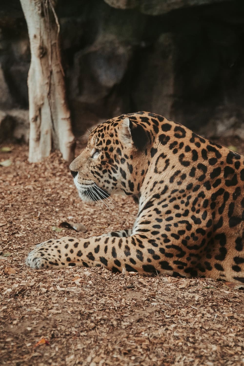 Reading the Granite: How to Spot a Leopard in Jawai